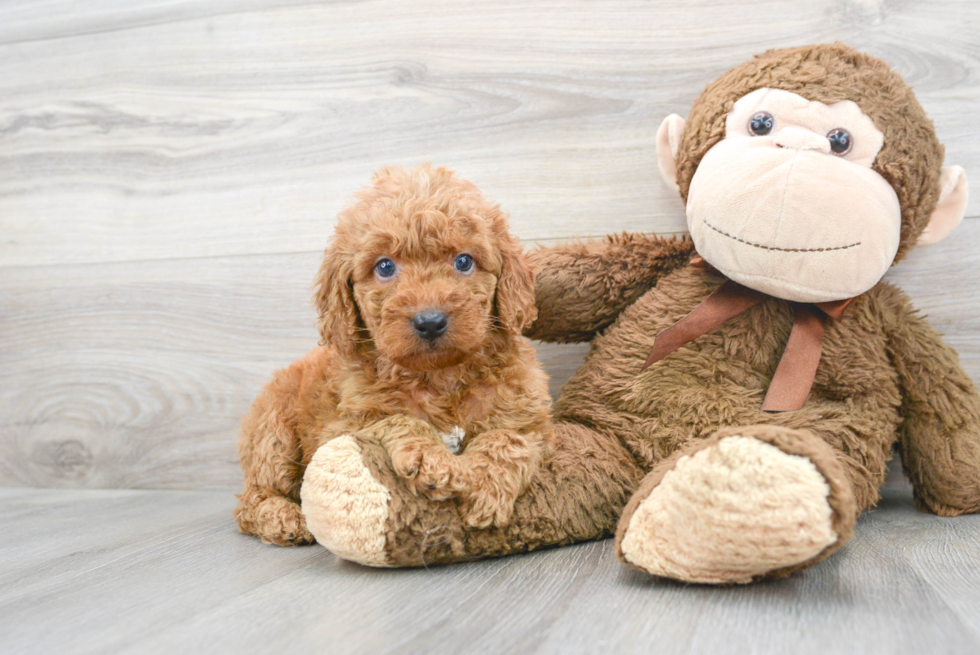 Mini Goldendoodle Puppy for Adoption