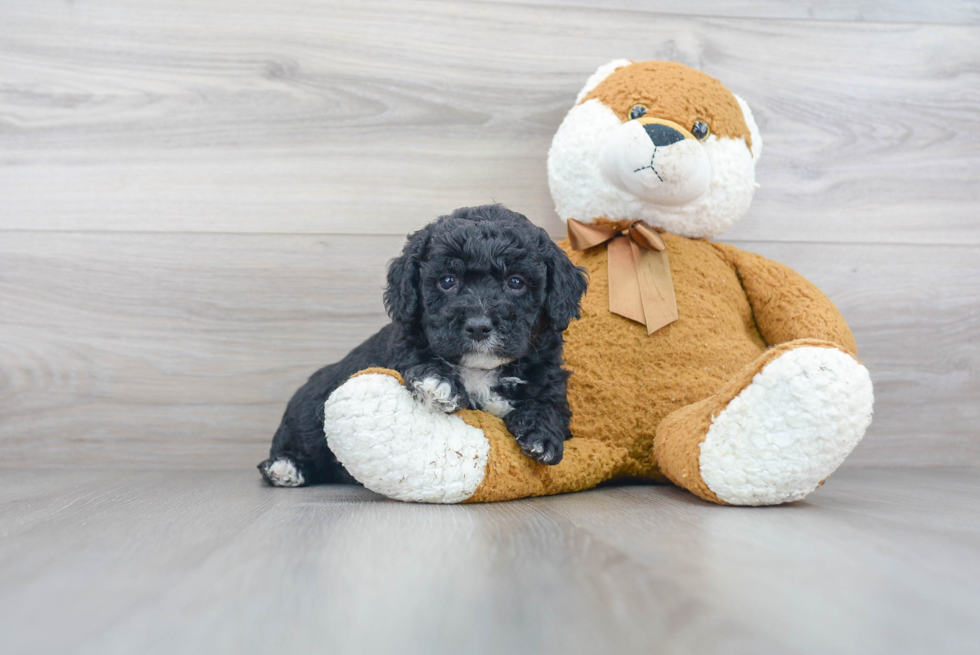 Mini Goldendoodle Puppy for Adoption