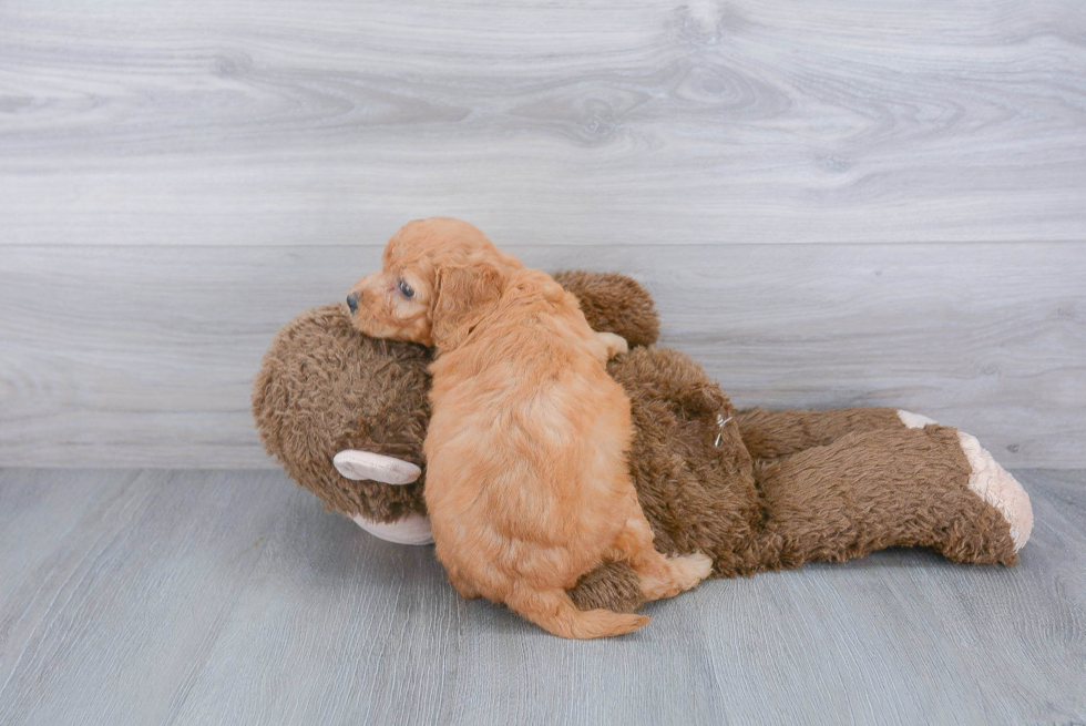 Best Mini Goldendoodle Baby