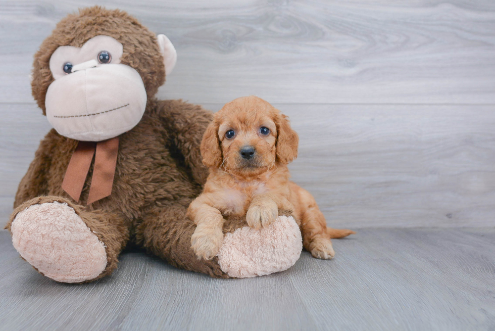 Mini Goldendoodle Pup Being Cute
