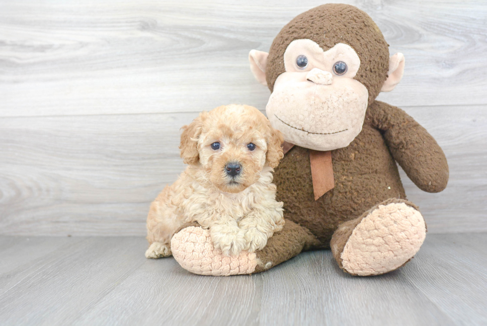 Mini Goldendoodle Puppy for Adoption