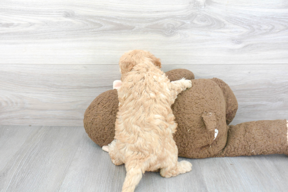 Best Mini Goldendoodle Baby
