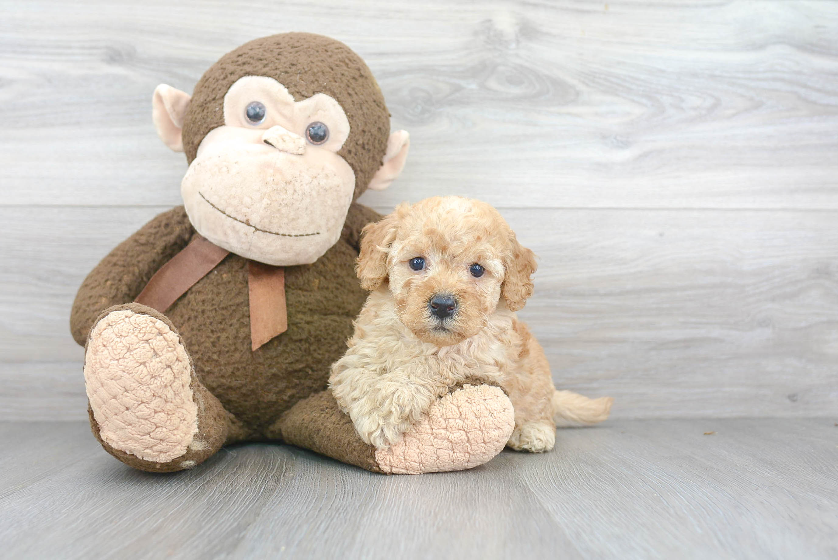 Mini Goldendoodle Puppy for Adoption