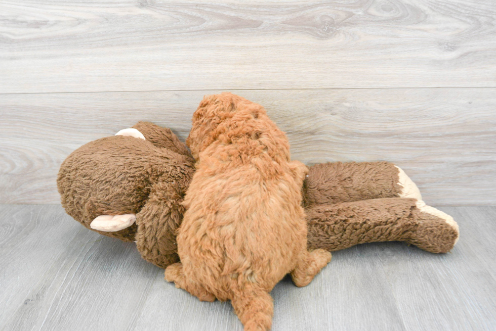Friendly Mini Goldendoodle Baby