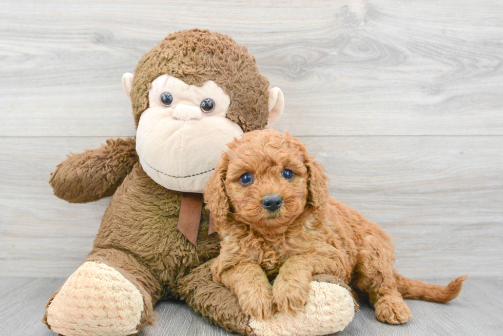 Popular Mini Goldendoodle Poodle Mix Pup