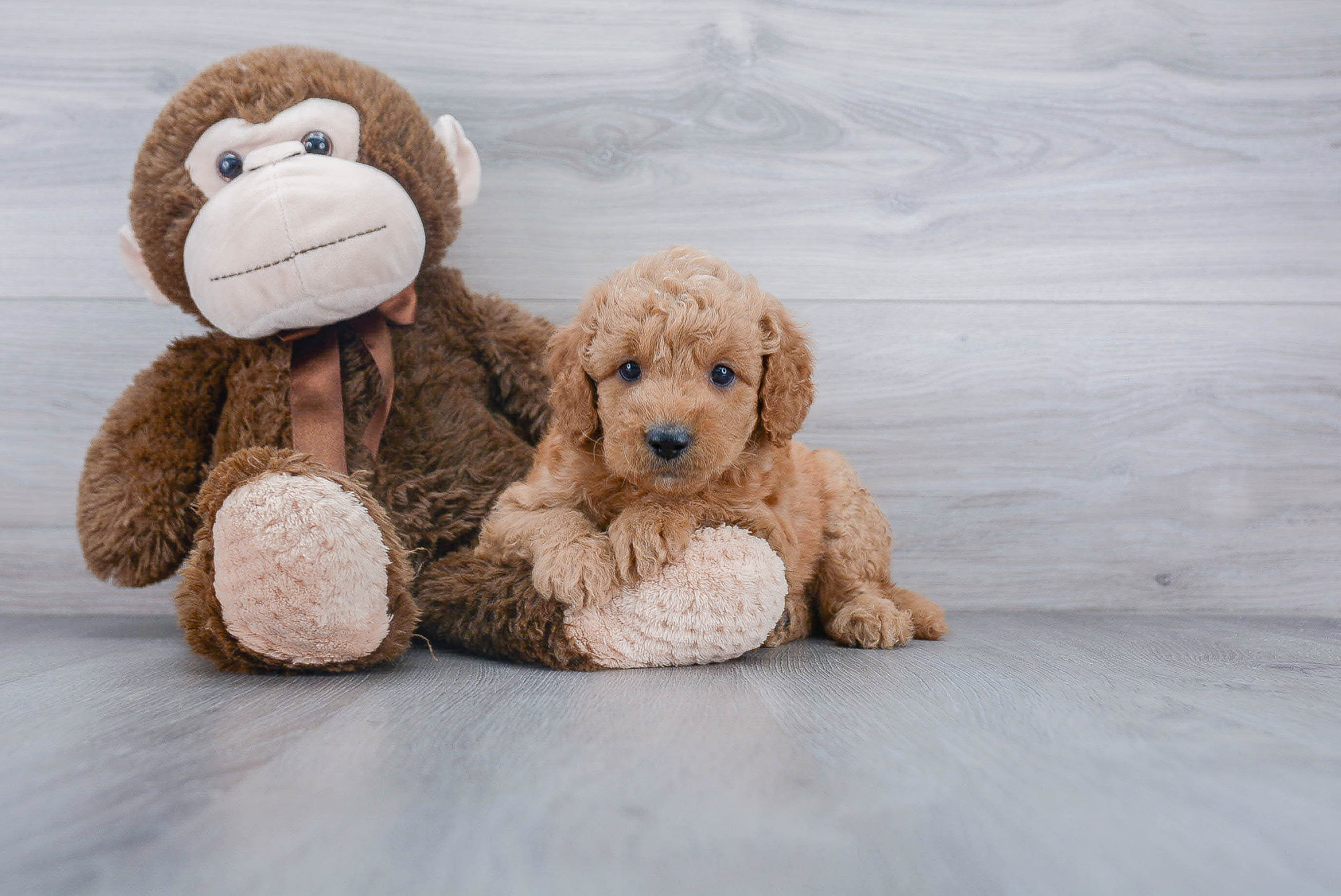 Mini Goldendoodle Puppy for Adoption