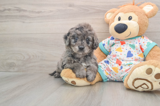 Mini Goldendoodle Pup Being Cute