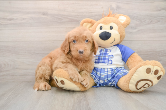 Sweet Mini Goldendoodle Baby