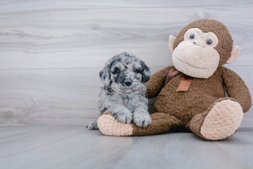 Mini Goldendoodle Puppy for Adoption
