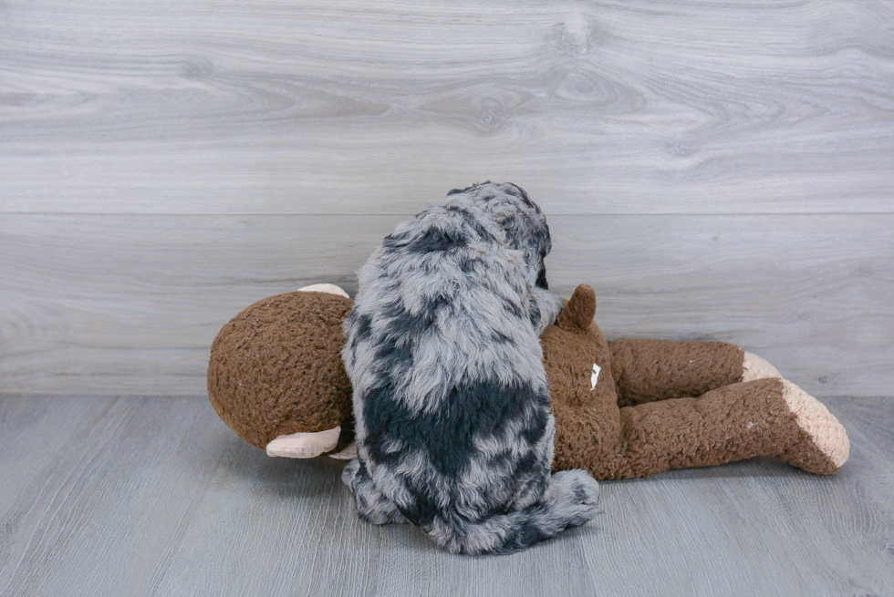 Happy Mini Goldendoodle Baby