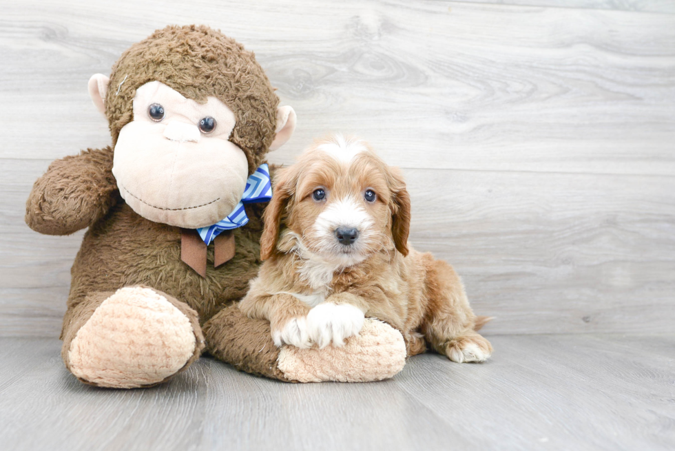 Mini Goldendoodle Puppy for Adoption