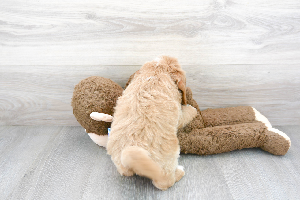 Mini Goldendoodle Pup Being Cute