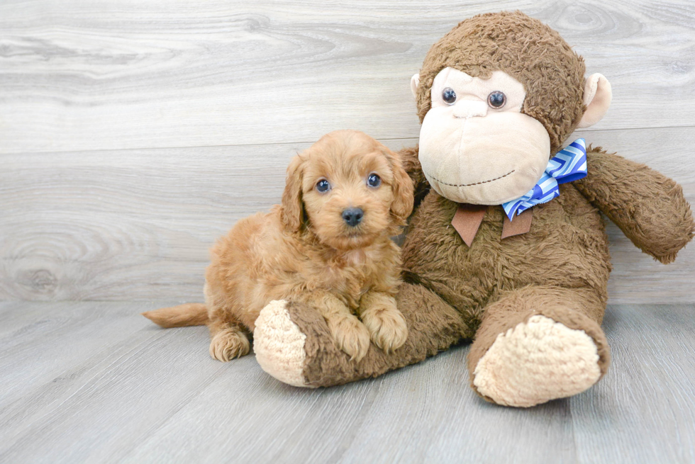 Mini Goldendoodle Pup Being Cute