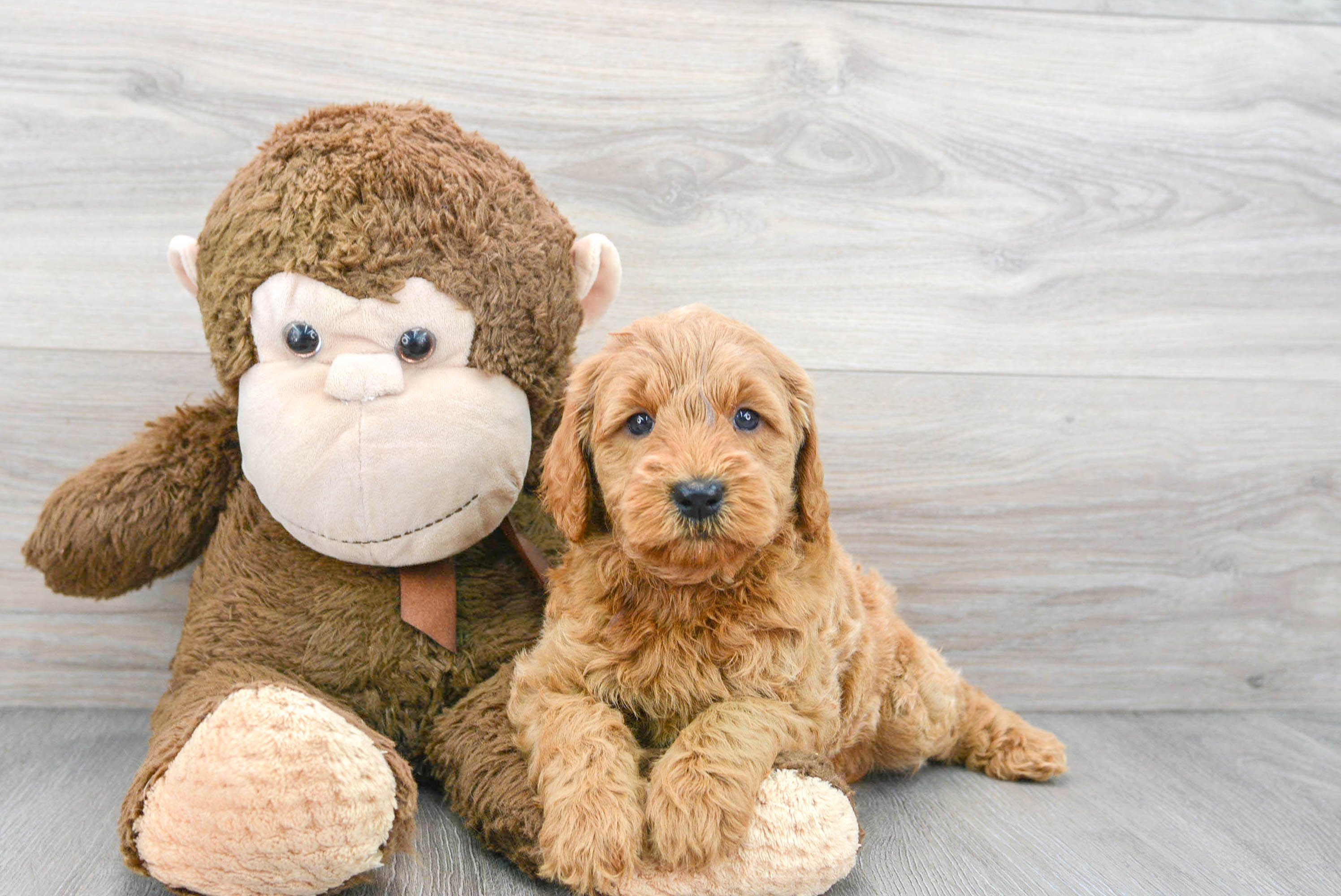 Hypoallergenic Golden Retriever Poodle Mix Puppy