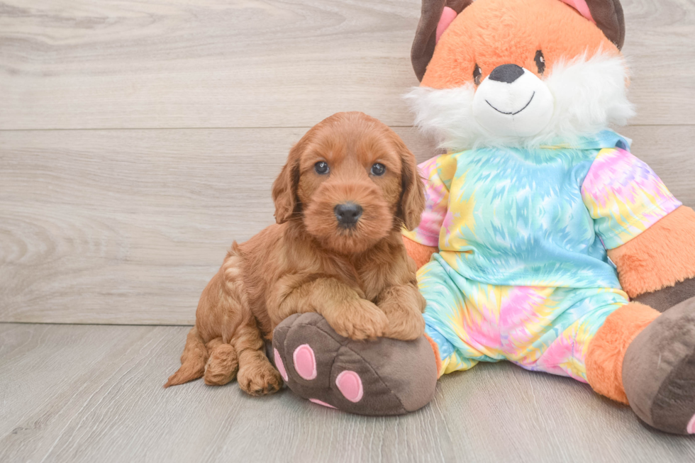 Best Mini Goldendoodle Baby