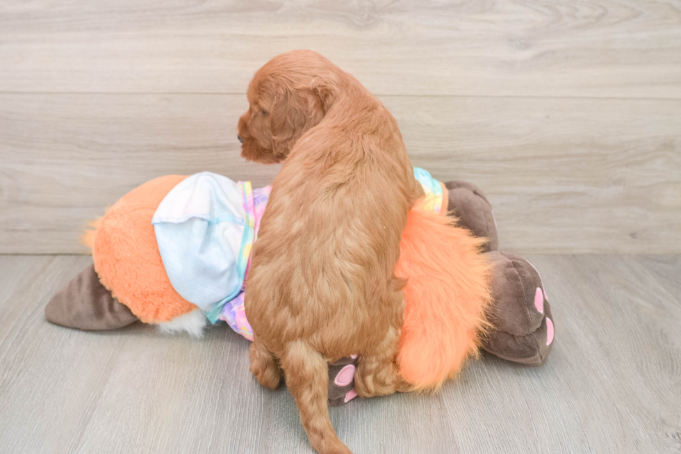 Funny Mini Goldendoodle Poodle Mix Pup