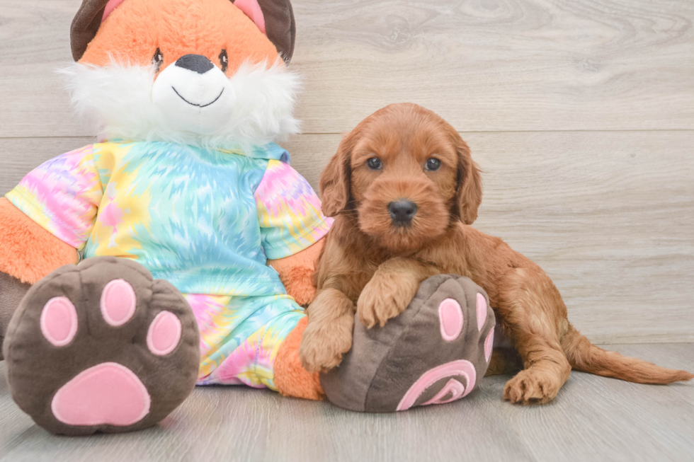 Funny Mini Goldendoodle Poodle Mix Pup