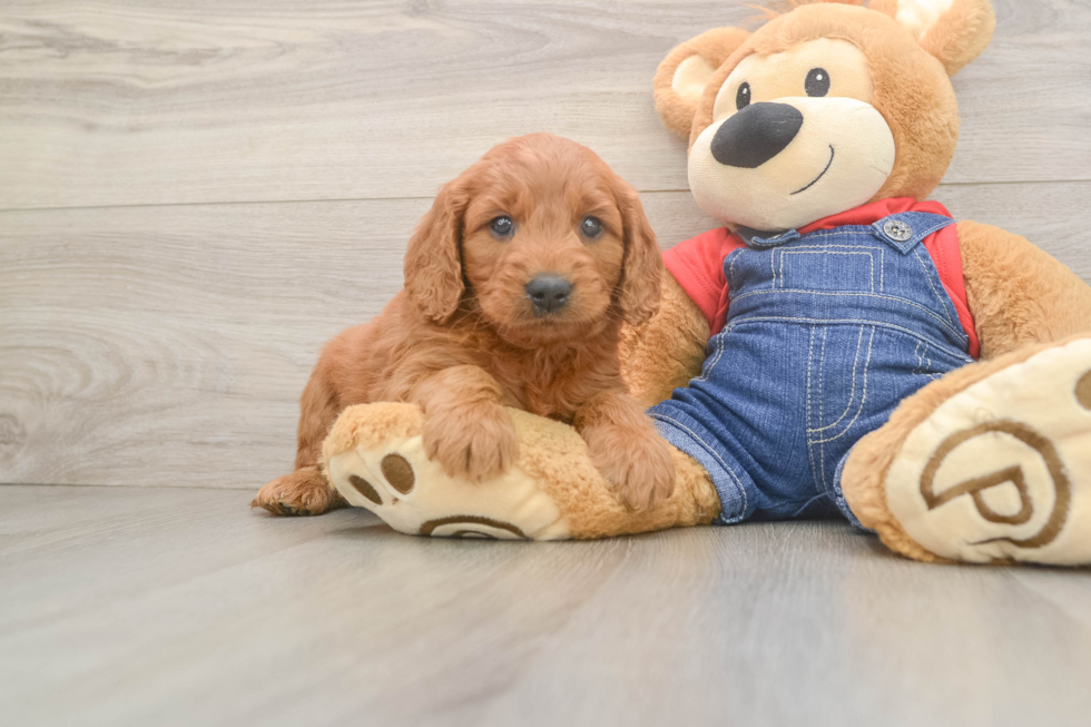 Popular Mini Goldendoodle Poodle Mix Pup