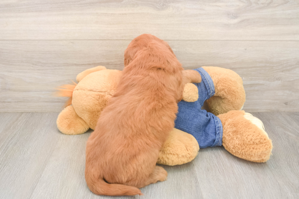 Mini Goldendoodle Puppy for Adoption