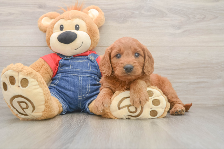 Best Mini Goldendoodle Baby