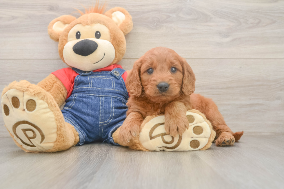 Best Mini Goldendoodle Baby