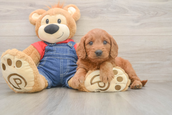 Best Mini Goldendoodle Baby