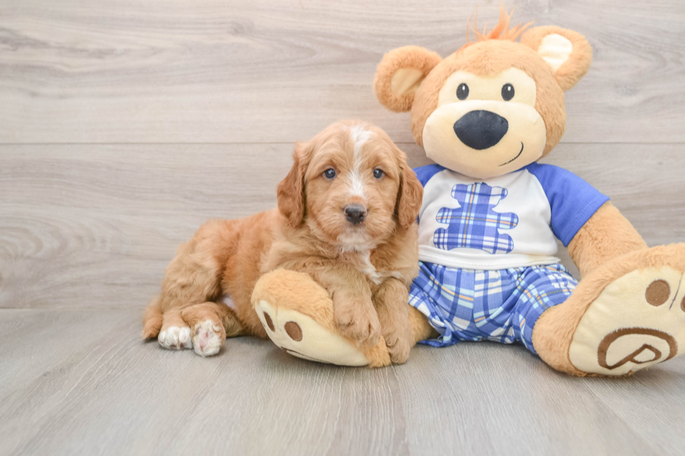 Sweet Mini Goldendoodle Baby