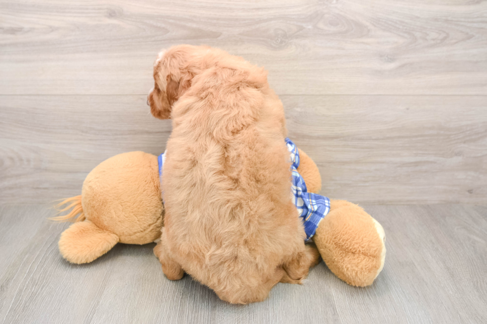 Mini Goldendoodle Pup Being Cute
