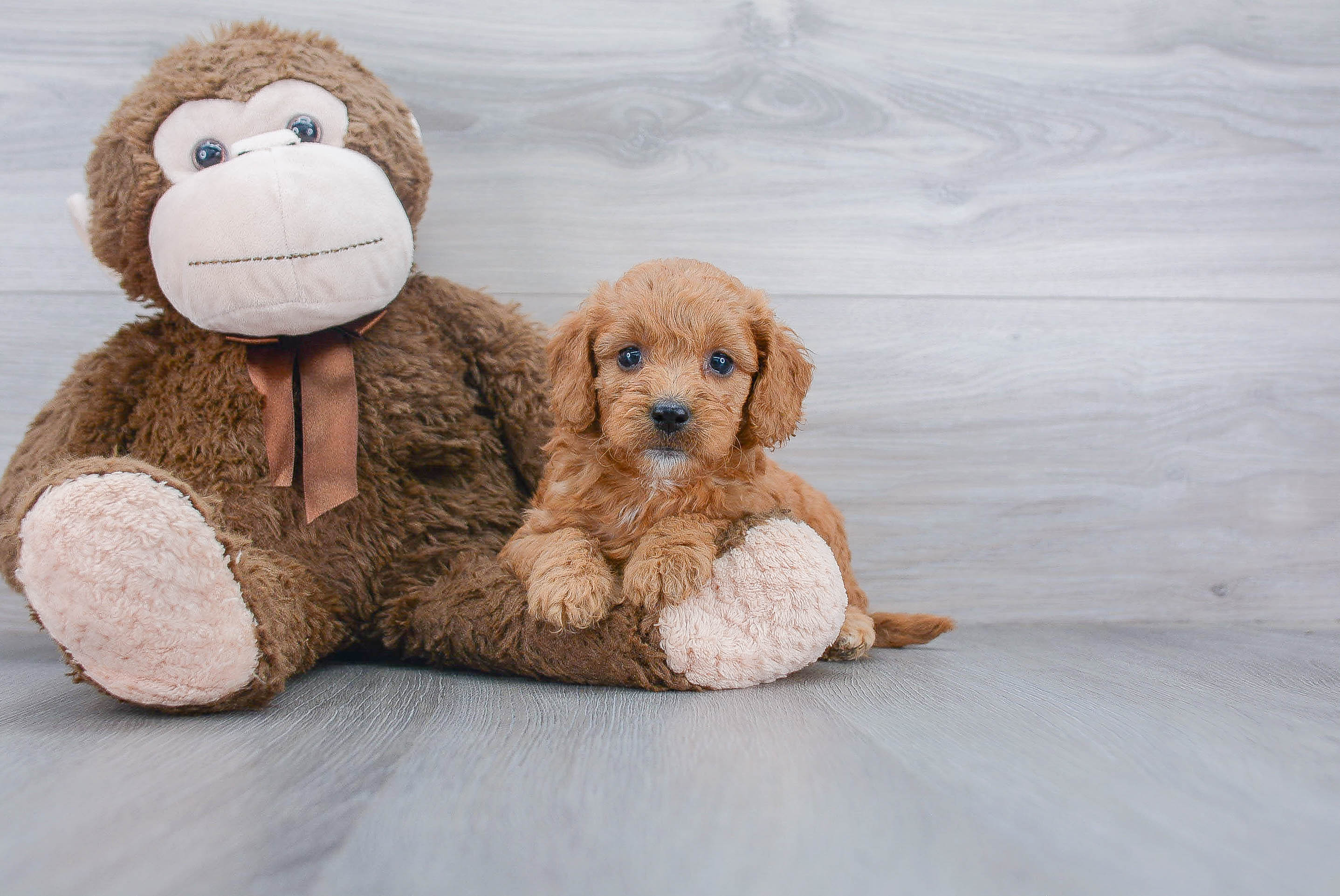 Mini Goldendoodle Puppy for Adoption