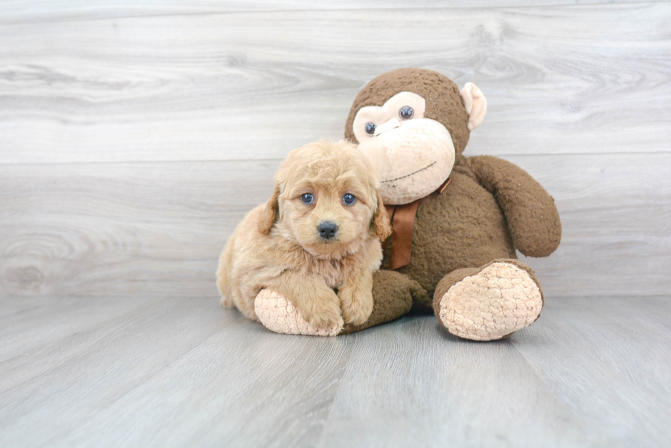 Smart Mini Goldendoodle Poodle Mix Pup
