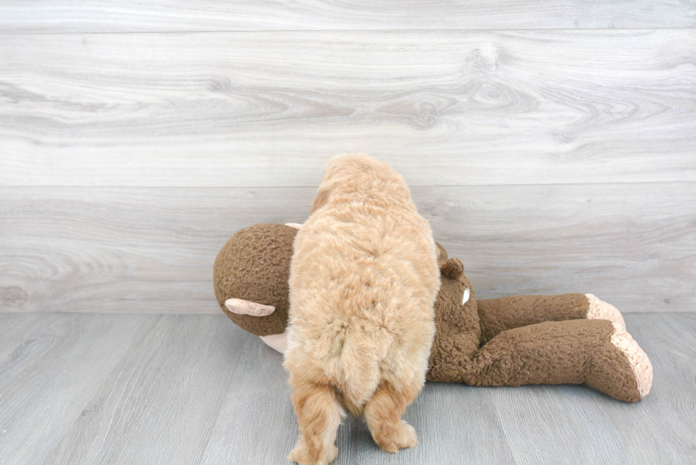 Little Golden Retriever Poodle Mix Puppy