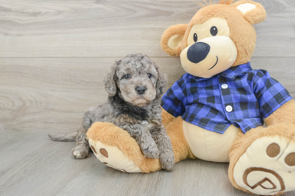 Mini Goldendoodle Pup Being Cute