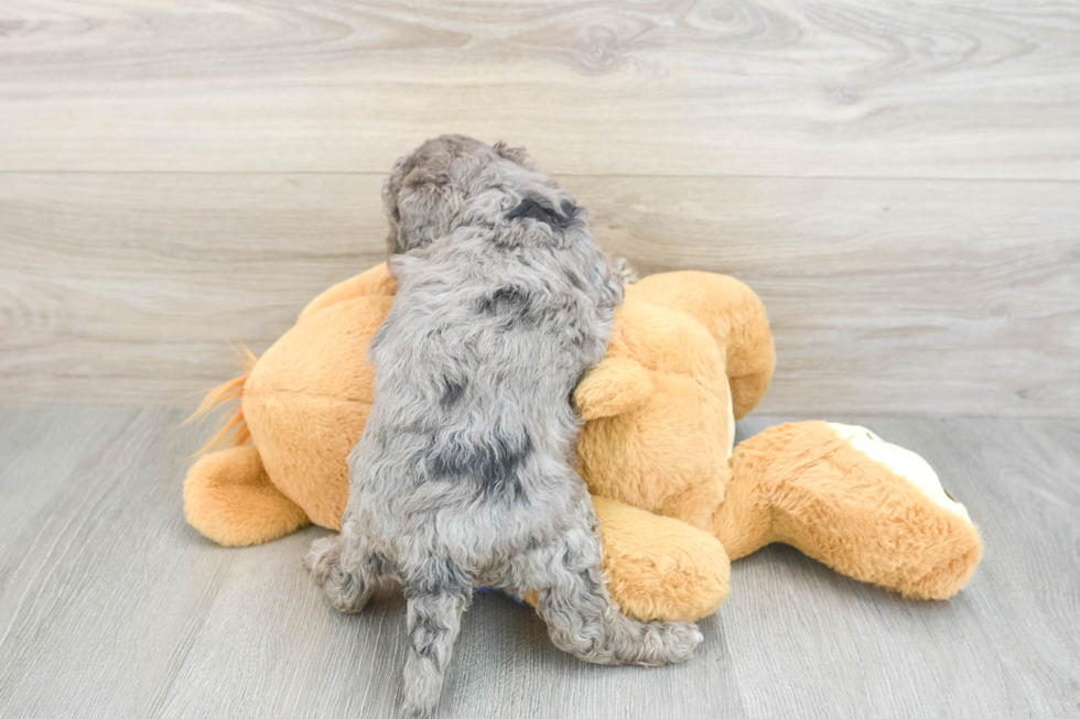 Mini Goldendoodle Pup Being Cute