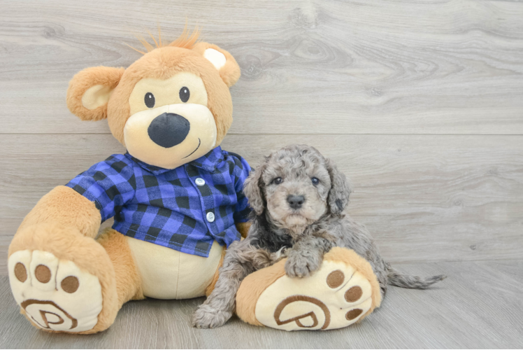 Fluffy Mini Goldendoodle Poodle Mix Pup