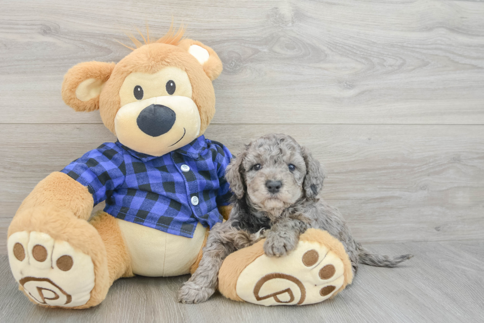 Fluffy Mini Goldendoodle Poodle Mix Pup