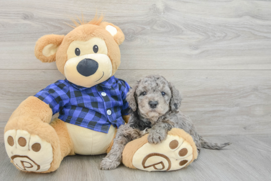 Fluffy Mini Goldendoodle Poodle Mix Pup