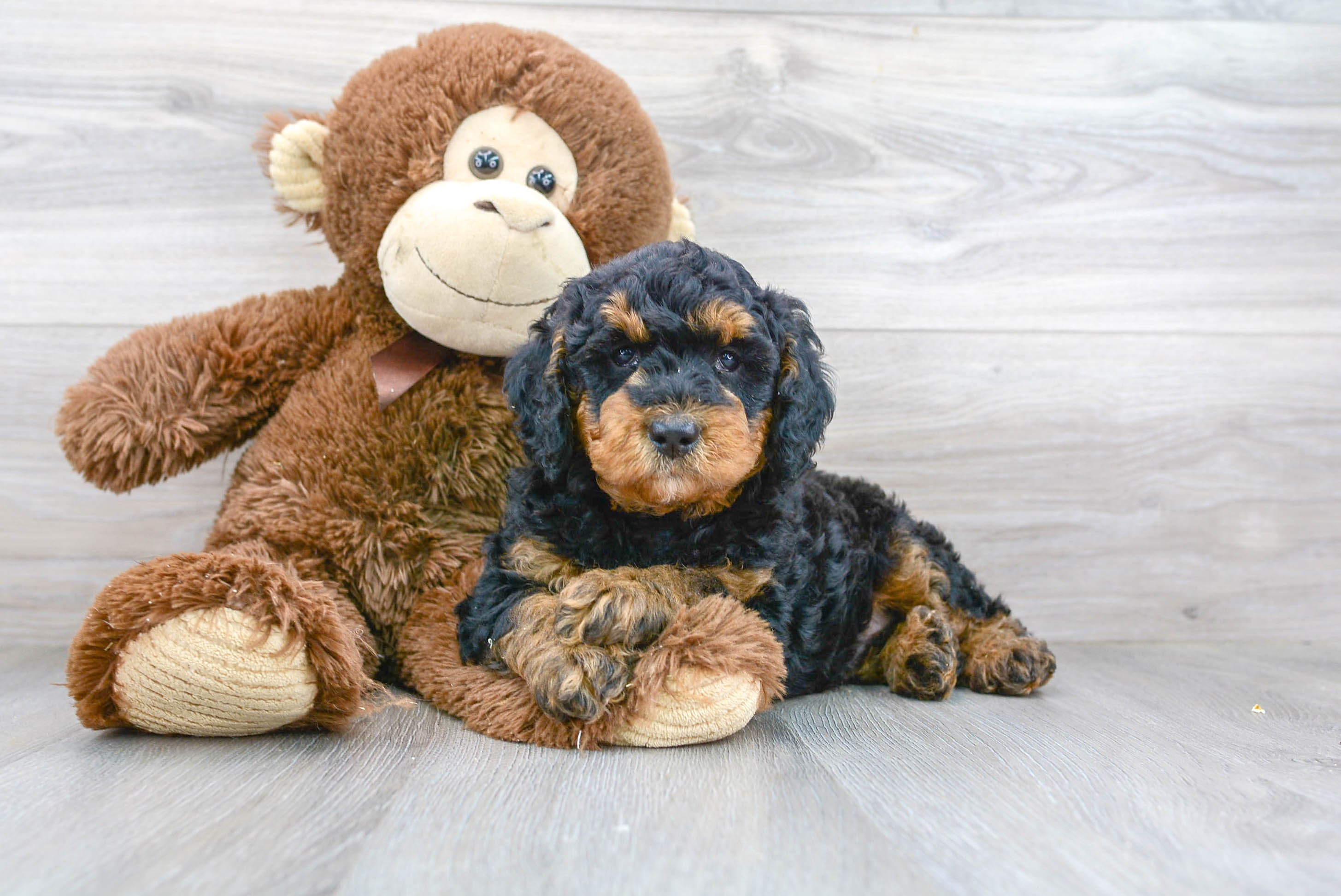 Small Mini Goldendoodle Baby