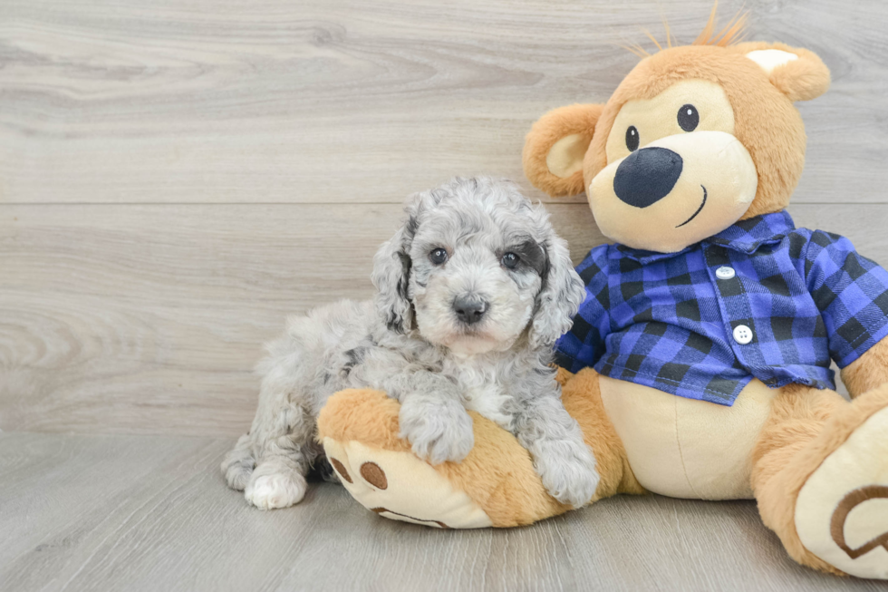 Small Mini Goldendoodle Baby