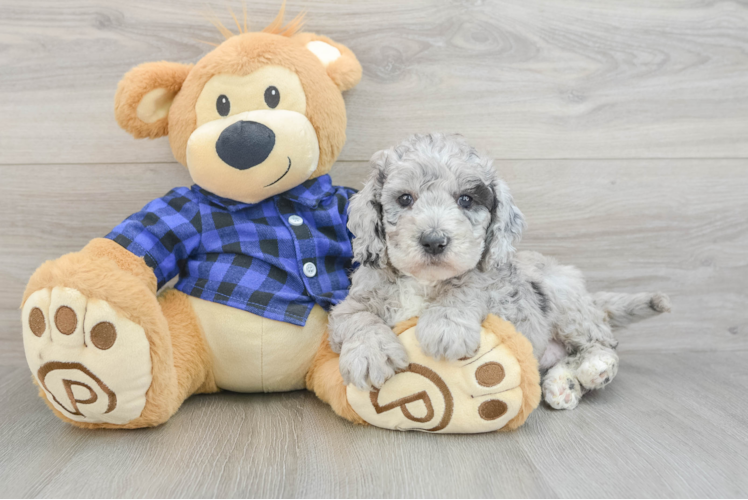 Smart Mini Goldendoodle Poodle Mix Pup