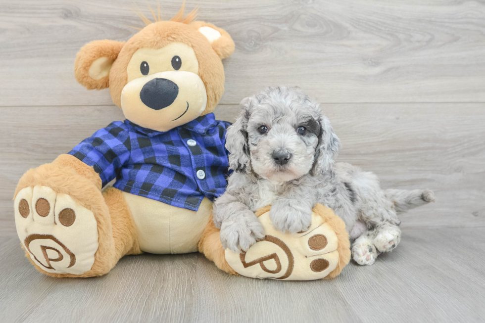 Smart Mini Goldendoodle Poodle Mix Pup