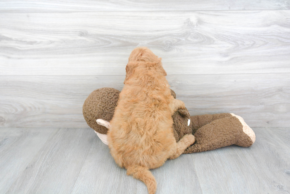 Funny Mini Goldendoodle Poodle Mix Pup