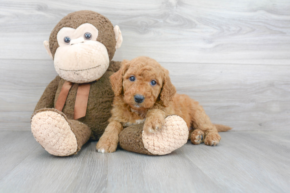 Friendly Mini Goldendoodle Baby