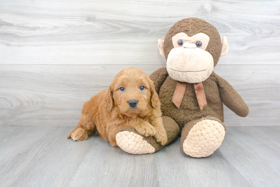 Adorable Golden Retriever Poodle Mix Puppy