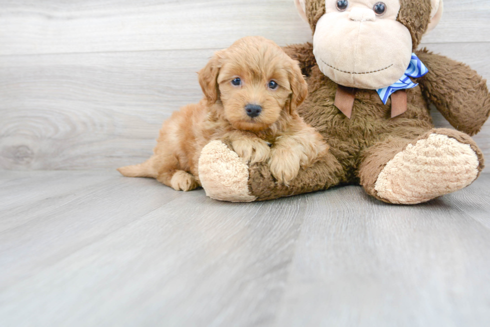 Mini Goldendoodle Puppy for Adoption