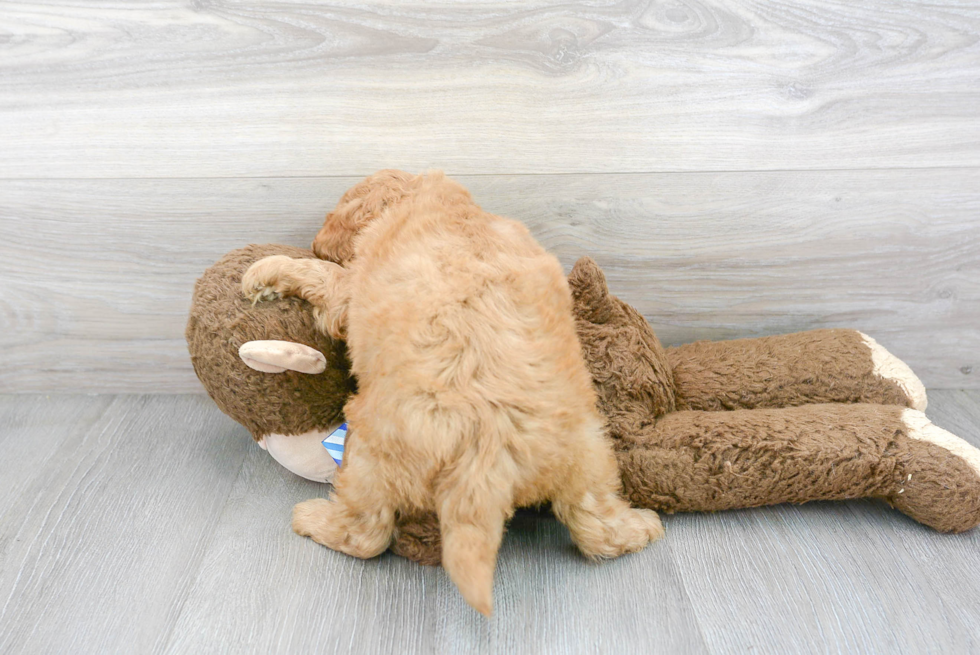 Best Mini Goldendoodle Baby