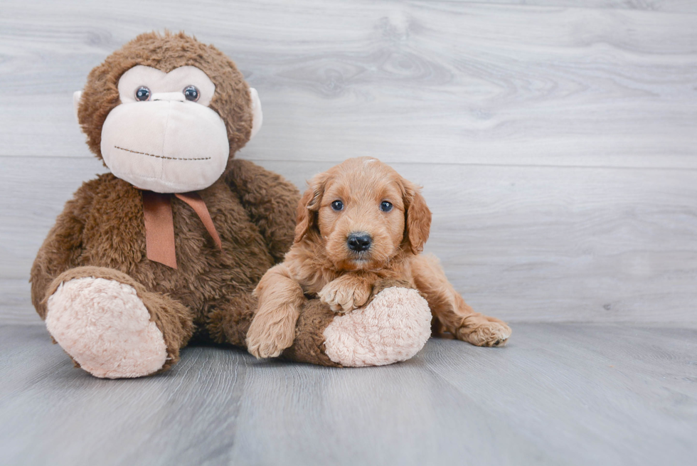 Mini Goldendoodle Puppy for Adoption