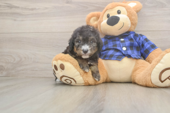 Mini Goldendoodle Puppy for Adoption