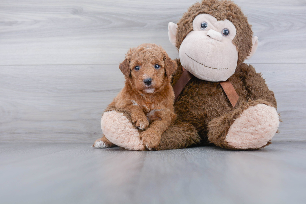 Hypoallergenic Golden Retriever Poodle Mix Puppy