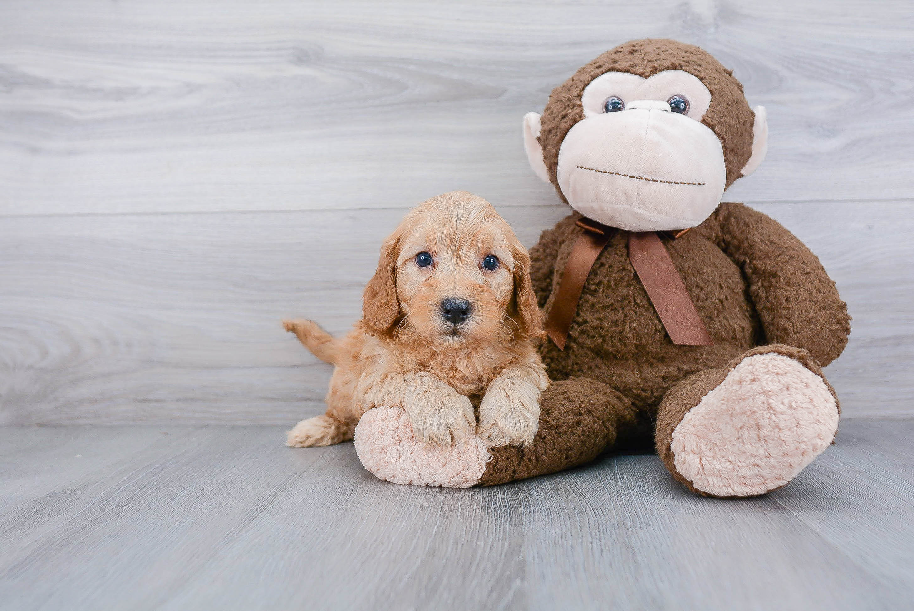 Popular Mini Goldendoodle Poodle Mix Pup
