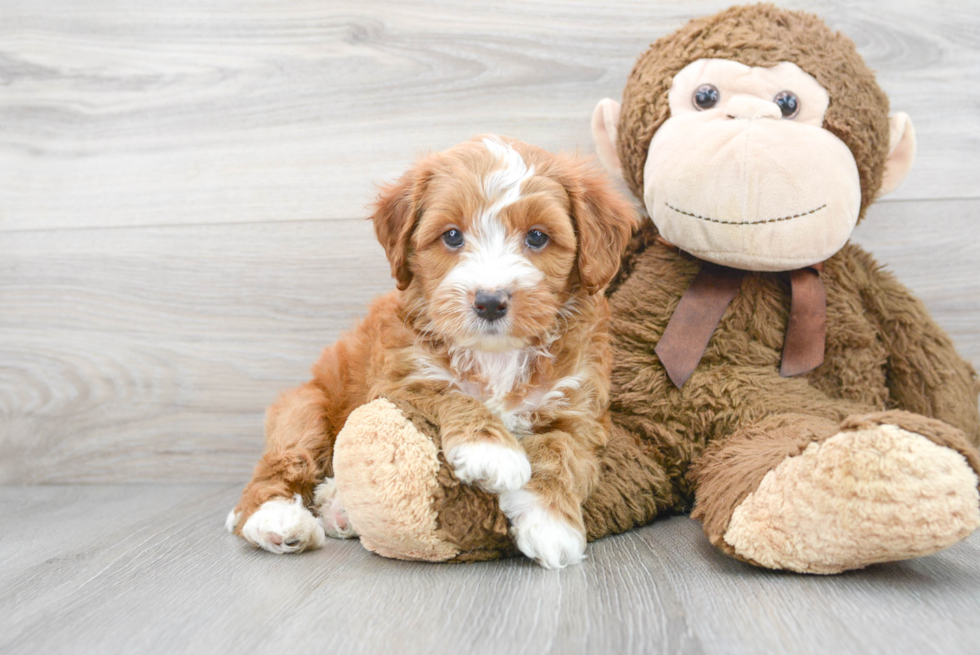 Adorable Golden Retriever Poodle Mix Puppy